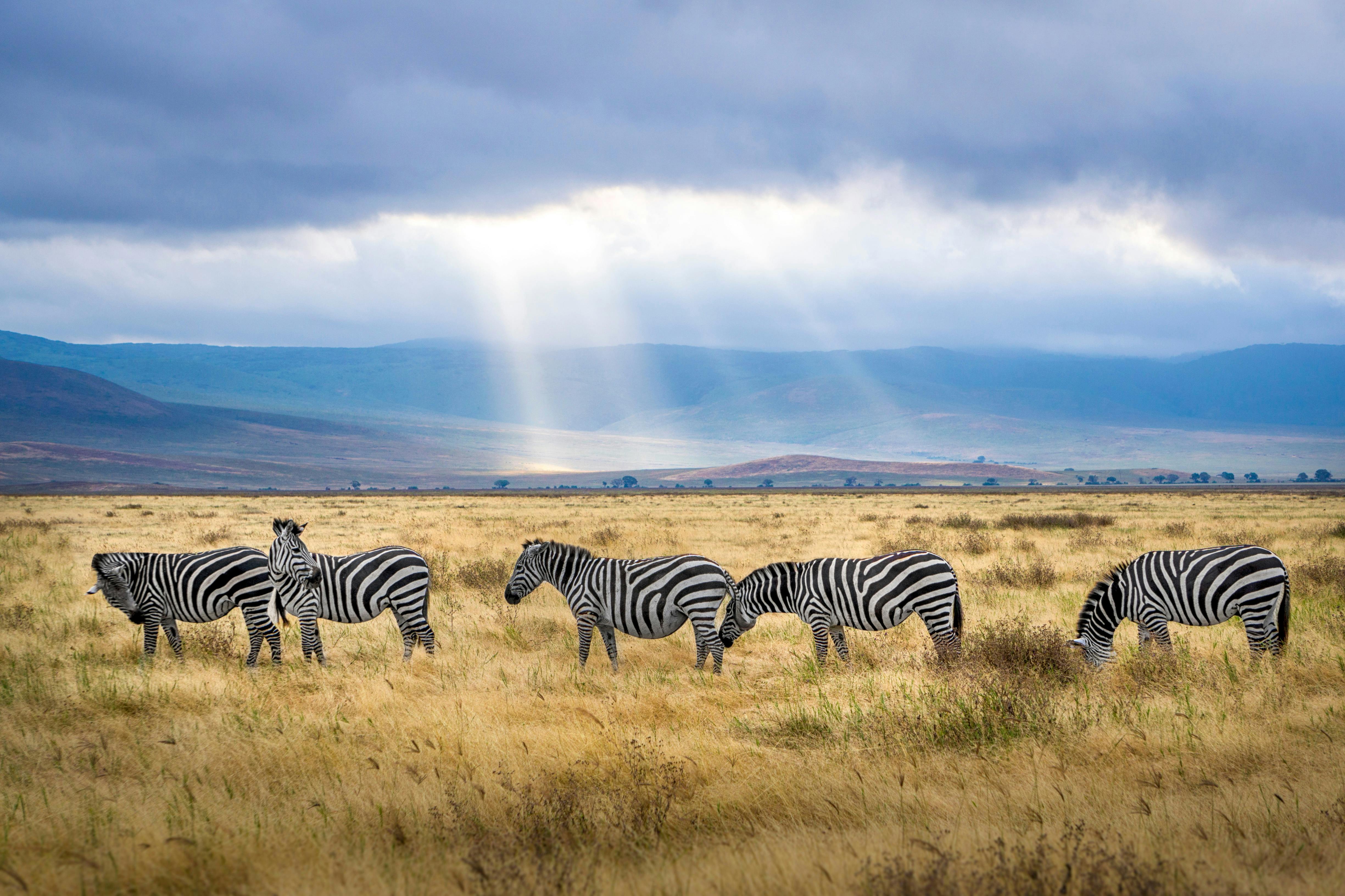 Lions and wildlife on African savanna